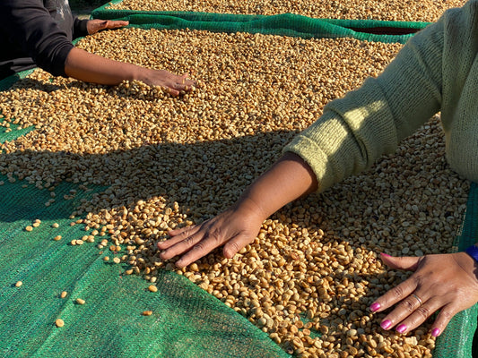 コーヒーチェリーが生豆になるまで。Cafe Kalaw Coffee Factoryの仕事。