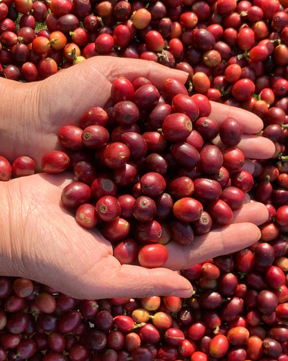 Natural 2026 Sample｜Green Coffee 200g