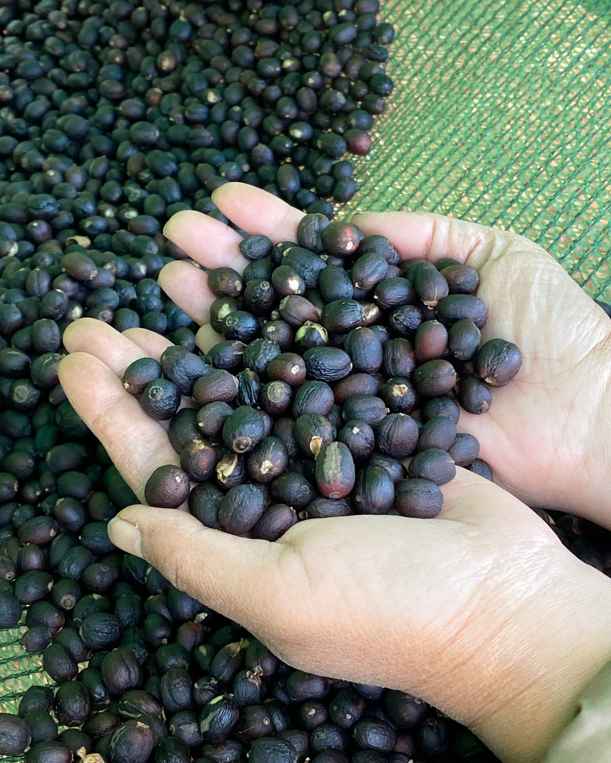 Natural 2025 Sample｜Green Coffee 200g