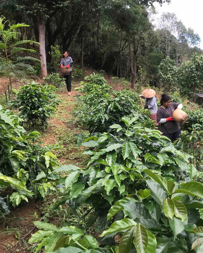 Natural 2025 Sample｜Green Coffee 200g