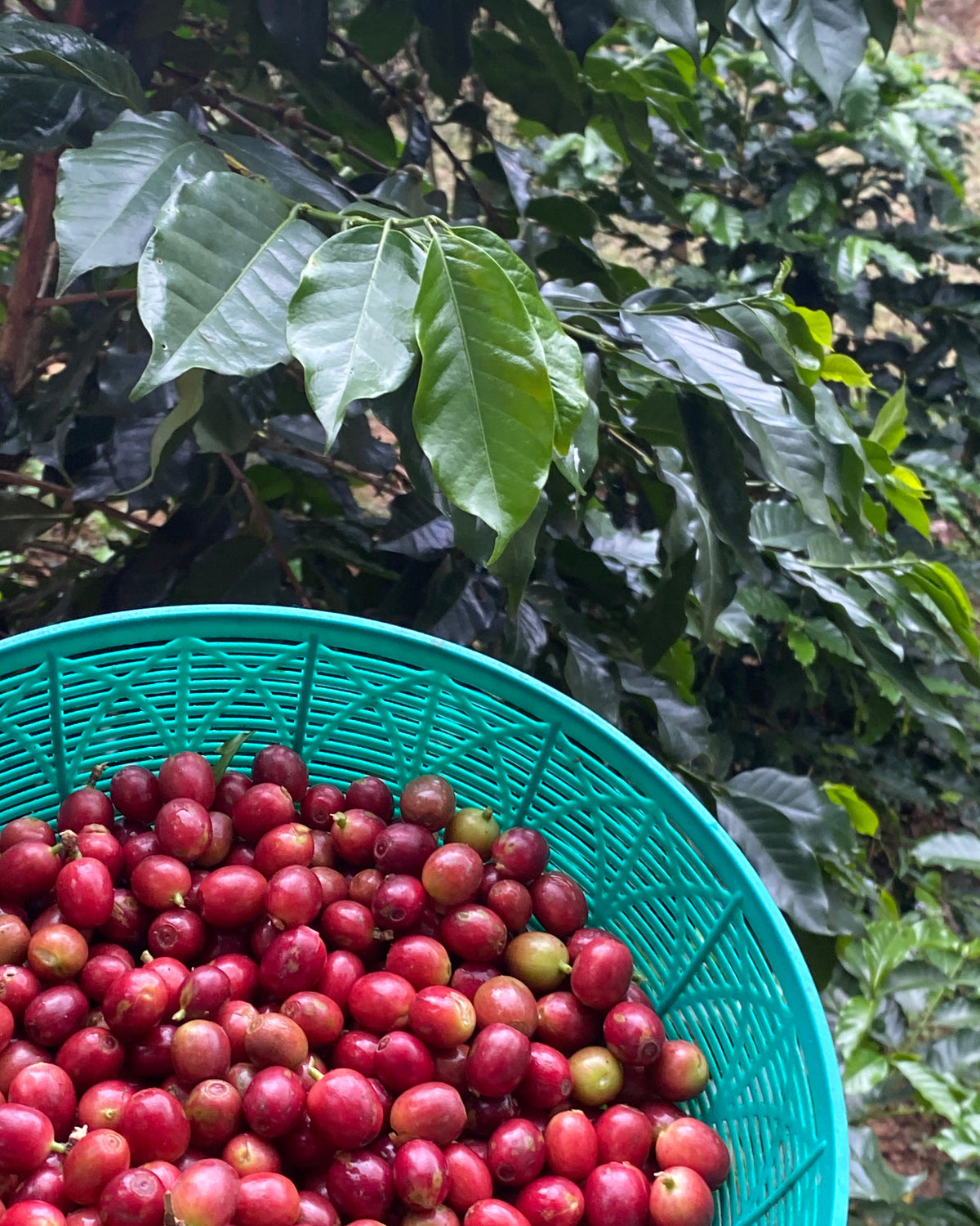 Black Honey 2025 Sample｜Green Coffee 200g