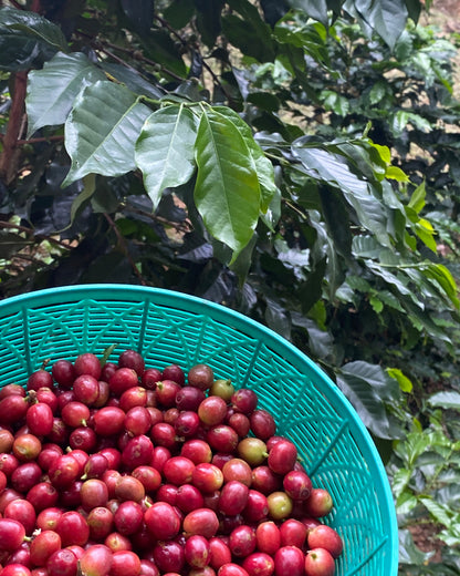 Black Honey 2025 Sample｜Green Coffee 200g