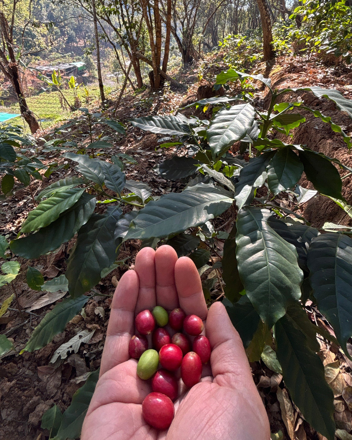 Funky Honey 2026 Sample｜Green Coffee 200g