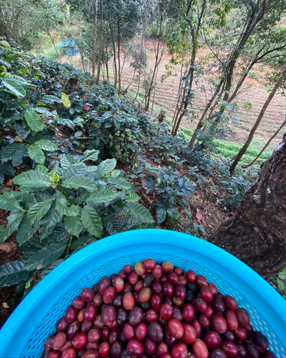 Natural 2025 Sample｜Green Coffee 200g