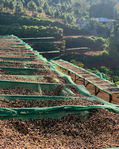 Red Honey 2025 Sample｜Green Coffee 200g