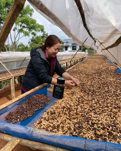 Red Honey 2025 Sample｜Green Coffee 200g