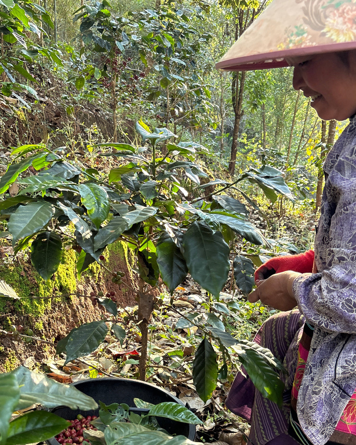 Red Honey 2026 Sample｜Green Coffee 200g