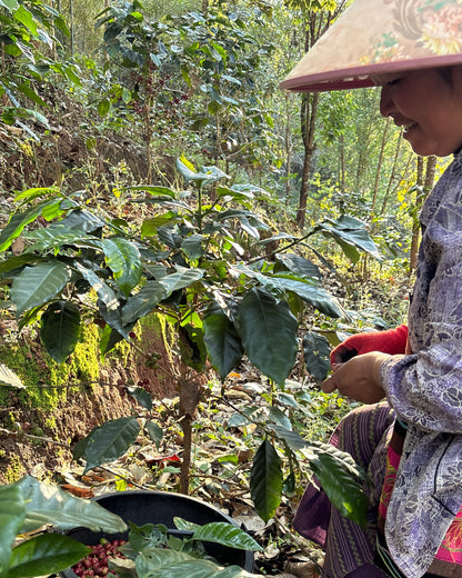 Red Honey 2026 Sample｜Green Coffee 200g