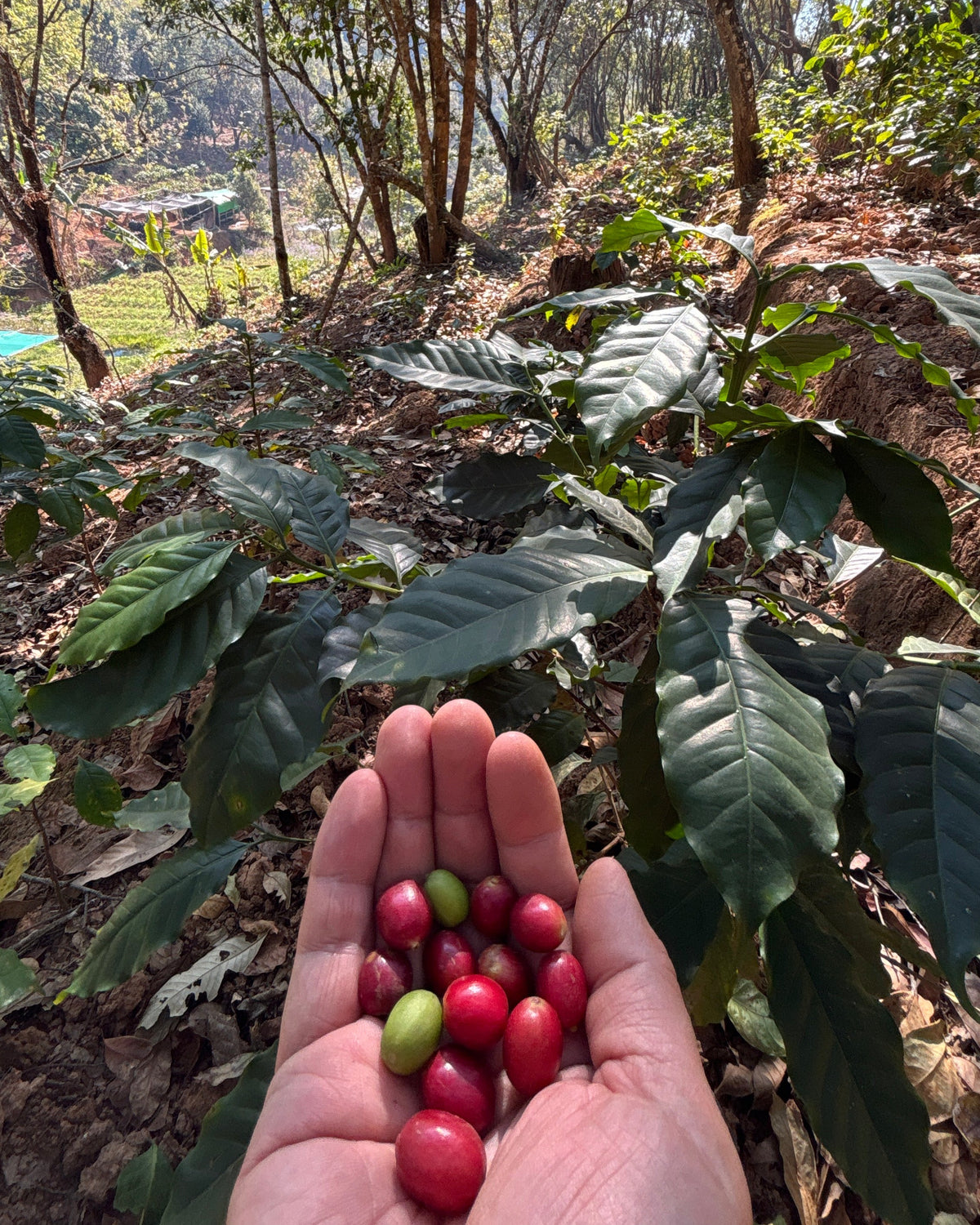 Natural 2026 Sample｜Green Coffee 200g