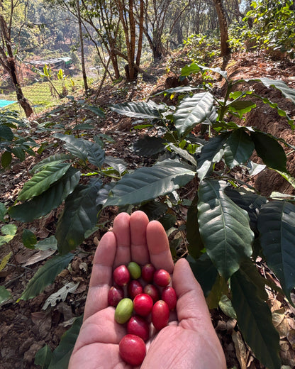 Natural 2026 Sample｜Green Coffee 200g