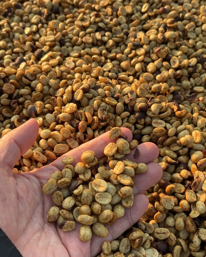 Red Honey 2026 Sample｜Green Coffee 200g