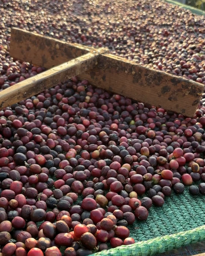 Natural 2026 Sample｜Green Coffee 200g