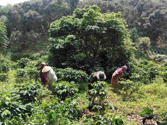 Cafe Kalaw 焙煎豆｜Natural