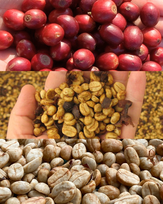 2026 Crop Sample Set｜Green Coffee 3種セット